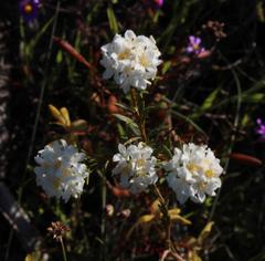 Lachnaea capitata