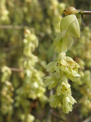 Corylopsis