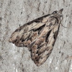 Nola pleurochorda