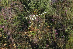 Lachnaea capitata