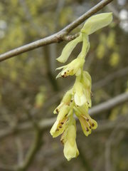 Corylopsis spicata