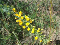 Crotalarieae