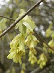Corylopsis spicata