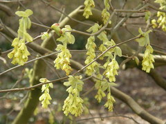 Corylopsis spicata