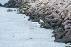 Arctocephalus australis