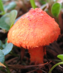 Agaricus trisulphuratus