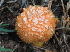 Agaricus trisulphuratus