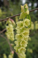 Corylopsis willmottiae