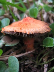 Agaricus trisulphuratus