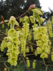 Corylopsis willmottiae