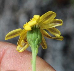 Senecio burchellii