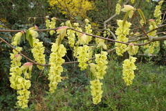 Corylopsis willmottiae