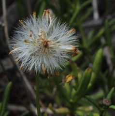 Senecio burchellii