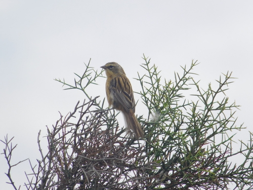 Long-tailed Reed Finch (Donacospiza albifrons), photo 9