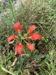 Lilium catesbaei image