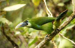 Aulacorhynchus coeruleicinctis