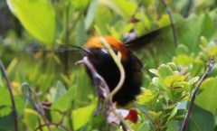 Xylocopa flavorufa