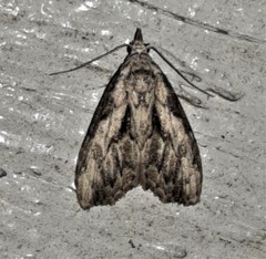 Nola pleurochorda
