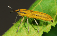 Gasteroclisus