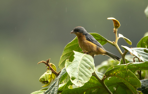 Rufous-crested Tanager (Creurgops verticalis), photo 10