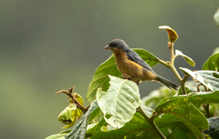 Creurgops verticalis