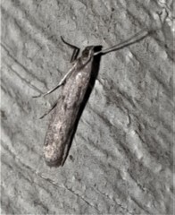 Homoeosoma vagella