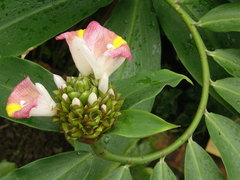 Costus afer