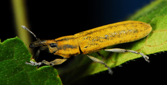 Gasteroclisus