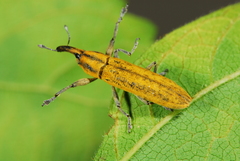 Gasteroclisus