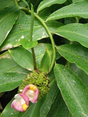 Costus afer