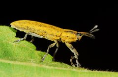 Gasteroclisus
