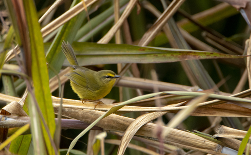 Pale-legged Warbler (Myiothlypis signata), photo 8