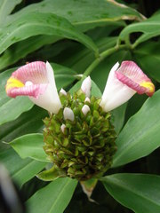 Costus afer