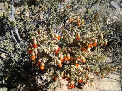 Hermannia desertorum