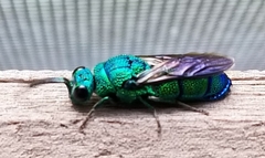 Chrysis smaragdula