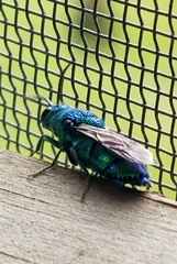 Chrysis smaragdula