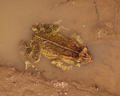 Rhinella henseli