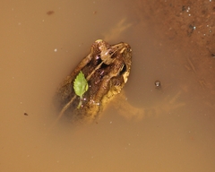 Rhinella henseli