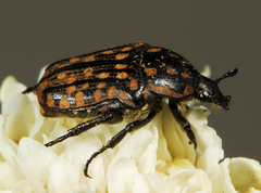 Oxythyrea testaceoguttata