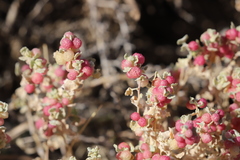 Atriplex holocarpa