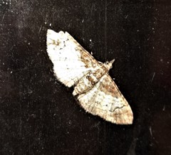 Mnesiloba eupitheciata