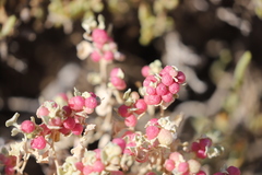 Atriplex holocarpa