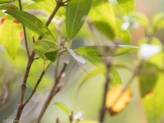 Pseudagrion microcephalum