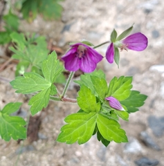 Geranium thunbergii