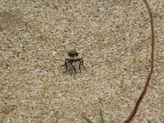 Eccritosia rubriventris