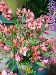 Gladiolus meliusculus