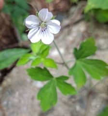 Geranium thunbergii