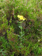 Hypericum richeri burseri