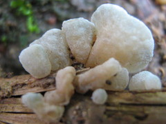 Campanella caesia