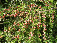 Cotoneaster adpressus